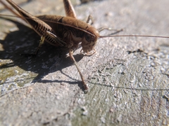 Eupholidoptera megastyla