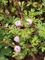 Mimosa albida