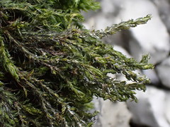 Cinclidotus fontinaloides