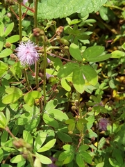 Mimosa albida