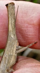 Acanthoxia gladiator