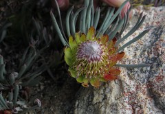 Protea revoluta