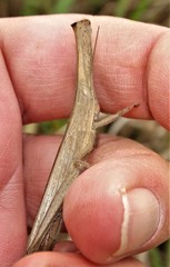 Acanthoxia gladiator