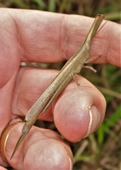 Acanthoxia gladiator