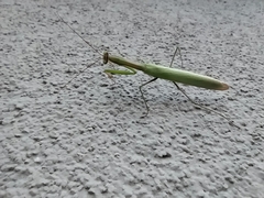 Mantis religiosa