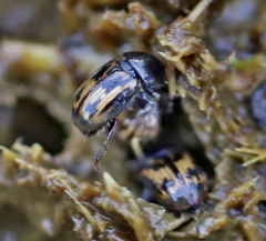 Chilothorax