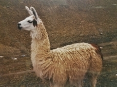Lama glama