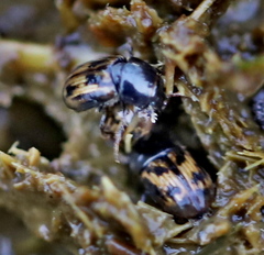 Chilothorax