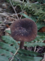 Lactarius fallax