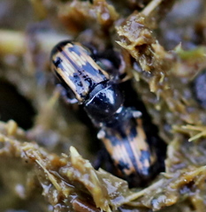 Chilothorax