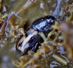 Chilothorax