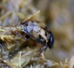 Chilothorax