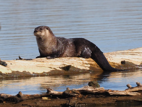 North American River Otter photographed in Colorado