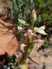 Satyrium erectum × humile