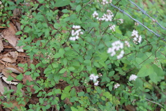 Ageratina calaminthifolia