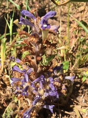 Phelipanche nana