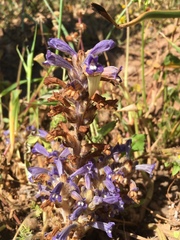 Phelipanche nana