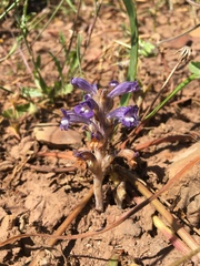 Phelipanche nana