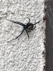 Latrodectus