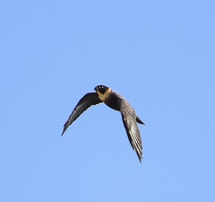 Falco rufigularis image
