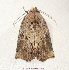 Gonodes