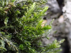 Cinclidotus fontinaloides