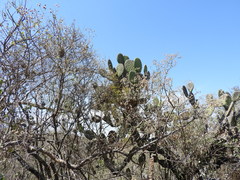 Opuntia