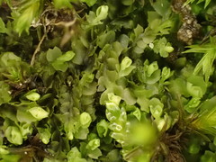 Mesoptychia bantriensis