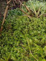 Mesoptychia bantriensis