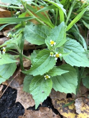 Galinsoga quadriradiata