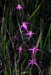 Caladenia harringtoniae