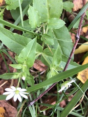 Stellaria aquatica