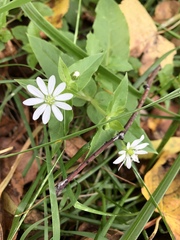 Stellaria aquatica