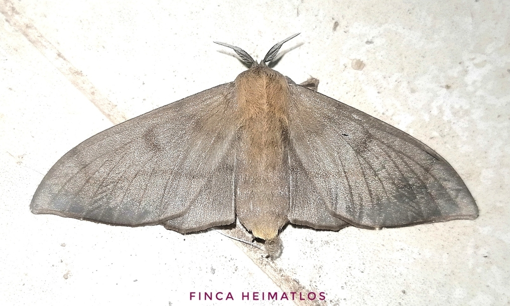 Psychocampa concolor