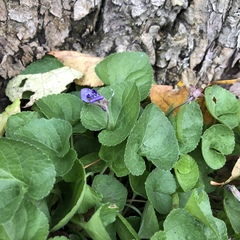 Viola odorata