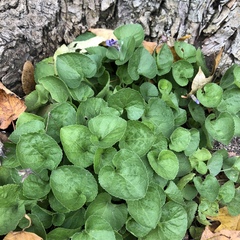 Viola odorata