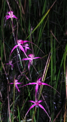 Caladenia harringtoniae