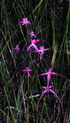Caladenia harringtoniae