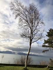 Betula papyrifera kenaica