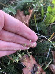 Capsella bursa-pastoris