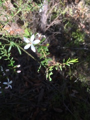 Philotheca hispidula