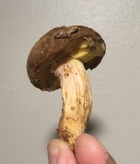 Xerocomus subtomentosus