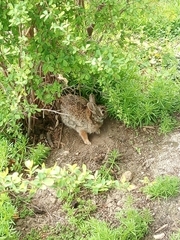 Sylvilagus floridanus