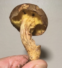 Xerocomus subtomentosus
