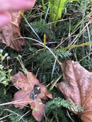 Capsella bursa-pastoris