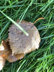 Betula papyrifera kenaica