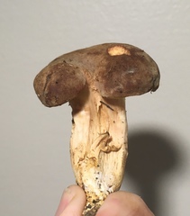 Xerocomus subtomentosus