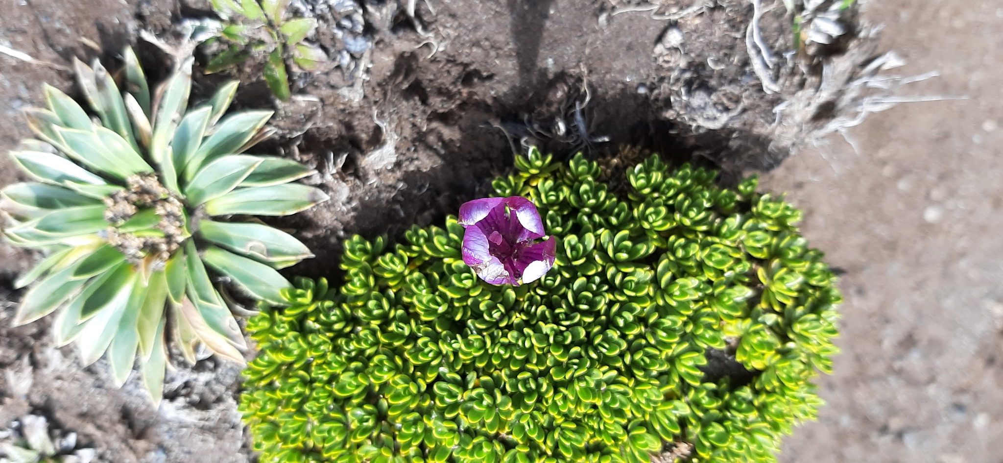 Gentianella cerastioides image