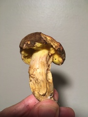 Xerocomus subtomentosus