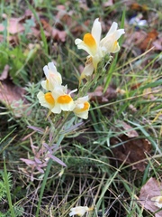 Linaria vulgaris
